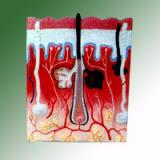 HUMAN SKIN